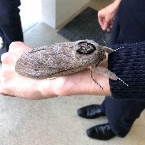 WOOD MOTH Giant wood moths are the largest species of moth in the world. When fully grown, the females (larger than males) can weigh up to 1 ounce and reach a wingspan of 10 inches (25 cm). They live in forests across Australia and New Zealand. At max weight, they are too heavy to fly. Giant Moth, Large Moth, Visual Illusion, When You Realize, Everyday Objects, Animal Photo, Mind Blown, Cat Memes, About Uk