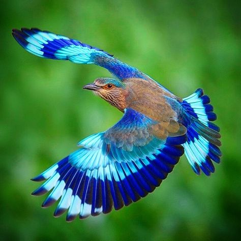 Paul Rosolie on Instagram: “The first time I saw the Indian Roller I almost lost my mind. I had no idea what it was and it took my breath away. That blue is just so…” Paul Rosolie, Indian Roller Bird, Roller Bird, Lost My Mind, Take My Breath, Blue Jay, Lose My Mind, Losing Me, My Mind