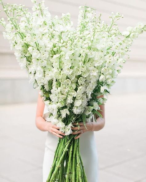 White Delphinium - For Aisle Arrangements Delphinium Bouquet, Aisle Arrangements, White Delphinium, Stock Flower, Church Flowers, Spring Weddings, Line Flower, Floral Studio, Marquee Wedding