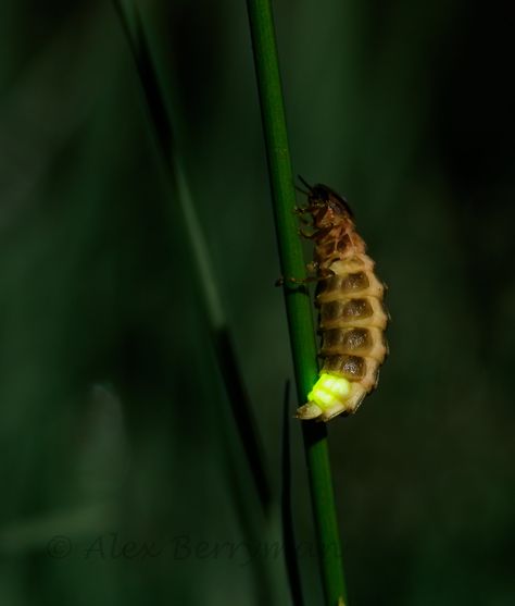 Worm Drawing, Glow Worms, James And Giant Peach, Fishing Worms, Land Animals, Glow Worm, The Giant Peach, Beetle Insect, Amazing Facts For Students