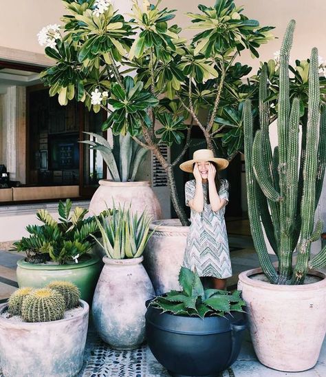 نباتات منزلية, Patio Plants, Plant Decor Indoor, Succulents In Containers, Interior Plants, House Plants Decor, Agaves, Desert Plants, Cactus Garden