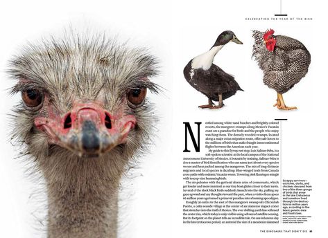 National Geographic redesign features new typefaces - Creative Review Guidebook Design, National Geographic Photography, Magazine Spread, Catalogue Design, Storytelling Techniques, African Theme, Annual Report Design, Creative Review, Bird Poster