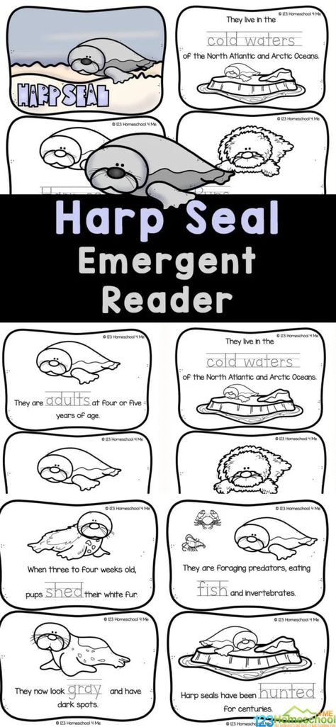 Harp Seal Craft, Seal Activities For Kids, Seal Activities For Preschool, Seal Craft Preschool, Facts About Seals, Seal Crafts For Kids, Winter Activities Kindergarten, Fun Fractions Activities, Polar Habitat