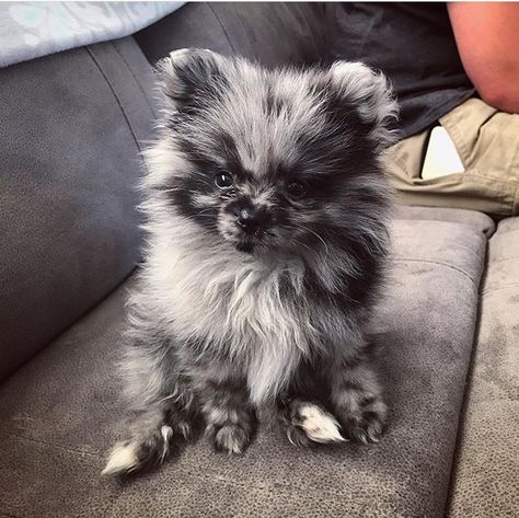 Lavender Pomeranian, Grey Pomeranian, Merle Pomeranian Puppy, Black And White Pomeranian, Lou Dog, Tattoos Dog, Big Dogs Breeds, Biggest Dog In The World, Teacup Puppy