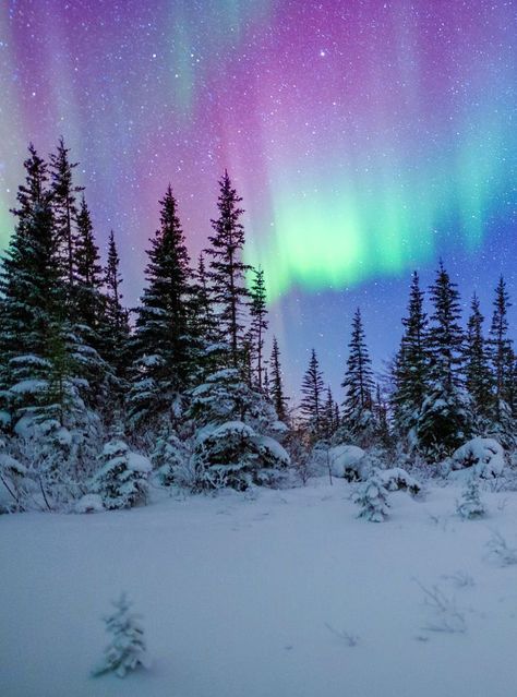 Northern Lights Tattoo, Winter Northern Lights, Northern Lights Wallpaper, Churchill Manitoba, Northern Lights Art, Alaska Northern Lights, Northern Lights Photography, Northern Lights Painting, Northern Lights (aurora Borealis)