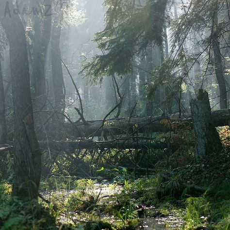 “Straddling the border of Poland and Belarus, there is a reminder of what Europe used to look like before the arrival of man.  Białowieża Forest is the largest remaining part of a vast primeval forest that stretched for thousands of miles from corner to corner of the European plain.” Bialowieza Forest, Corner To Corner, Belarus, Eastern Europe, Oh The Places Youll Go, Places Around The World, Dream Vacations, Beautiful World, The Great Outdoors