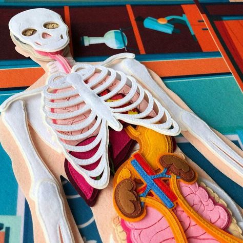 Anatomy Textbook, Realistic Skeleton, Biology Poster, Brain Models, Human Body Science, Montessori Science, Skeleton Model, Anatomy Models, Science Toys