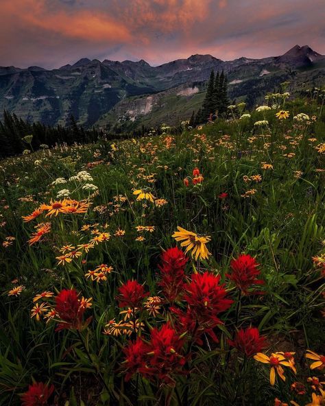 Colorado. 🍃🌼🌲 Photos by @connography_ #takemoreadventures #colorado #visitcolorado #explorecolorado #stayandwander #awakethesoul #adventure #mountains #outdoors #earthfocus #hikingadventures #folkscenery #wilderness #beautifuldestinations Colorado Photos, Explore Colorado, Visit Colorado, G Adventures, Nature Aesthetic, Beautiful Destinations, Beautiful Landscapes, Colorado, Instagram