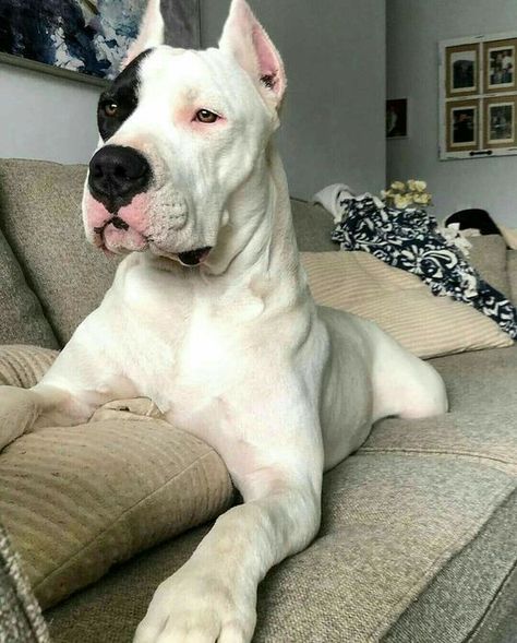 Doggo Argentino, Dog Argentino, Dogo Argentino Dog, Dog Oc, Dog Accesories, Dachshund Breed, Every Dog Breed, Corso Dog, Scary Dogs