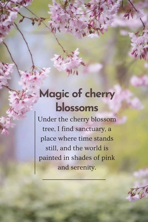 Join me in exploring the world of cherry blossoms through a collection of captivating Sakura quotes. These brilliant quotes about cherry blossoms will inspire you to live life fully. Cherry Blossom Quotes Inspiration, Sakura Quotes Cherry Blossoms, Blossoms Quotes, Sakura Quotes, Cherry Blossom Symbolism, Cherry Blossoms Aesthetic, Cherry Blossom Quotes, Cherry Blossom Meaning, Upbeat Quotes