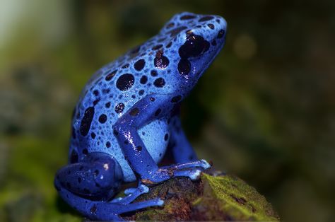 Still got the blues for you Blue Poison Dart Frog, Poison Arrow Frog, Poisonous Animals, Frog Facts, Poison Arrow, Poison Frog, Poison Dart Frog, Frog Ornaments, Frog Wallpaper