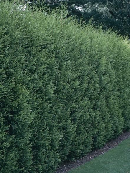 Liven up your yard and add shade quickly with these fast growing trees. Screen Trees, Leland Cypress, Privacy Fence Landscaping, Privacy Hedges, Yard Privacy, Privacy Screening, Privacy Ideas, Leyland Cypress, Growing Trees