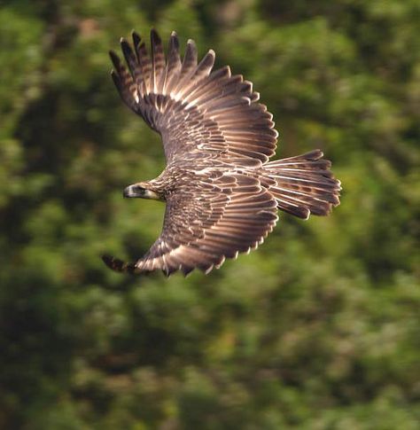 Great Philippine eagle, monkey-eating eagle (Pithencophaga jefferyi) Philippine Eagle, Migratory Birds, Animal References, Nocturnal Animals, Endangered Animals, Colorful Birds, Birds Of Prey, Bird Species, Hawks