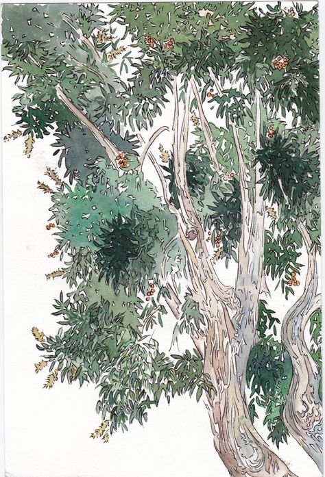 Eucalyptus, 2011 Eucalyptus Tree Illustration, Eucalyptus Tree Drawing, Eucalyptus Tree Painting, Eucalyptus Tree Tattoo, Eucalyptus Sketch, Eucalyptus Camaldulensis, Place Logo, Alt Aesthetic, Pen And Wash