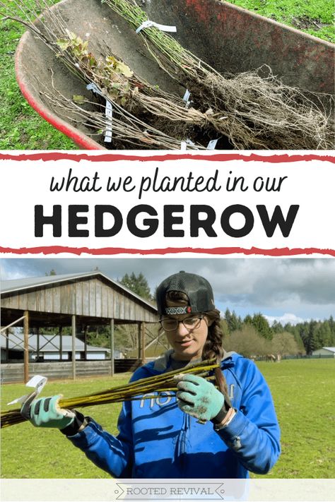 Hedgerows: How to Design & Plant a Hedgerow - Rooted Revival Hedgerow Ideas, Hedgerow Fence, Desert Farm, Hedgerow Flowers, Horse Pasture, Bushes And Shrubs, Paddock Paradise, Wildlife Garden, Farm Stuff