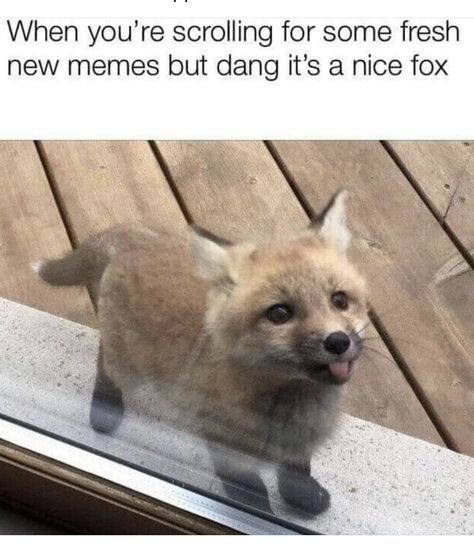 Fox Meme, Fox Memes, Funny Animal Jokes, Silly Animals, Fluffy Animals, Dessin Adorable, Cute Wild Animals, Funny Animal Memes, Cute Memes