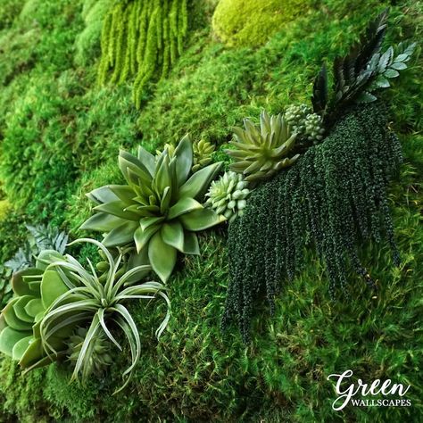 Moss And Succulent Wall, Succulent Living Wall, Succulent Wall Hanging, Succulent Wall Garden, Succulent Wall Planter, Types Of Moss, Succulent Wall Art, Succulent Art, Types Of Succulents