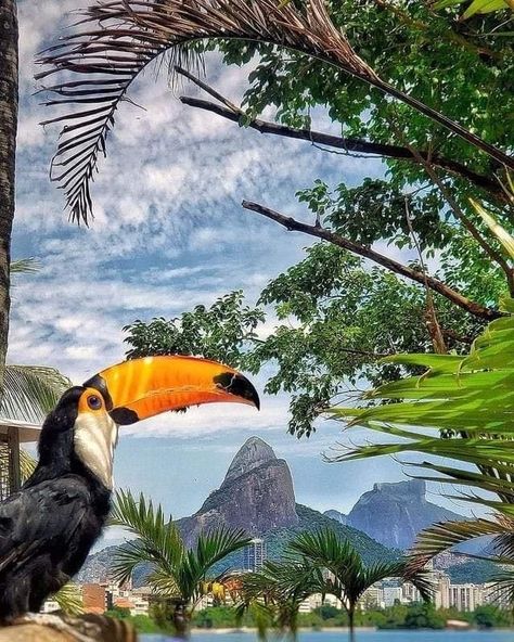 Brazil Animals, Brazil Rainforest, Brazil Wallpaper, Brazil Art, Rio Brazil, Rainforest Animals, Tropical Animals, Brazil Travel, Colorful Parrots