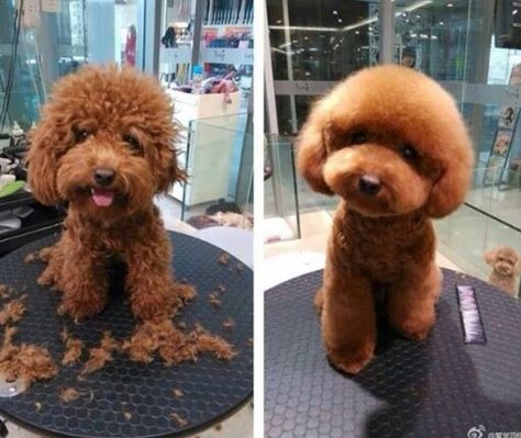 Poodle Puppy Cut, Cockapoo Grooming, Toy Poodle Haircut, Puppy Haircut, Poodle Haircut, Dog Grooming Styles, Bichon Dog, Poodle Toy, Poodle Cuts