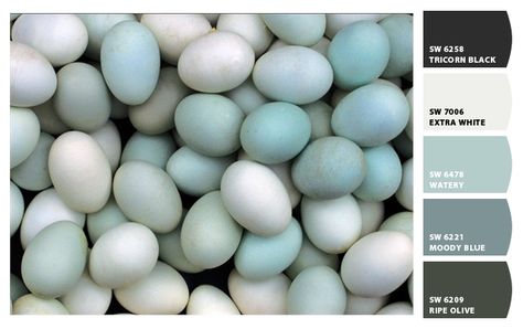 ColorSnap by Sherwin-Williams – ColorSnap by rflanders Blue Eggs, Chicken Breeds, Robins Egg, Duck Egg Blue, Robins Egg Blue, Feeling Blue, Chickens Backyard, Color Stories, Robins