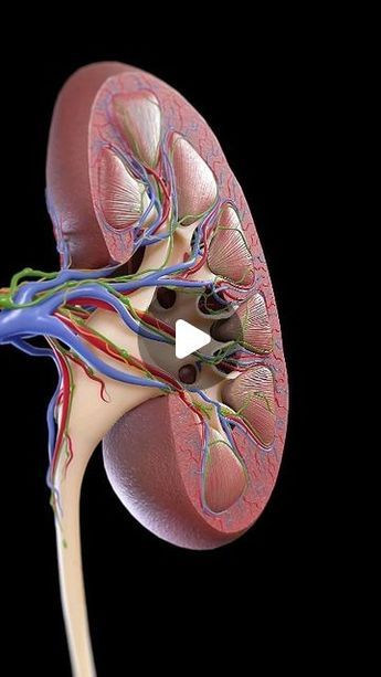 Anatomy And Physiology Projects, 3d Medical Animation, Human Body Organs Anatomy, Exercises For Arthritic Knees, Organs Anatomy, Human Body Science Projects, Kidney Anatomy, Knee Pain Relief Remedies, Excretory System