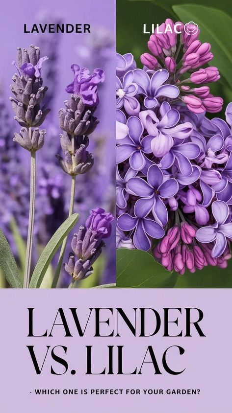 Lavender vs Lilac : A Fragrant Showdown in Your Garden (2024 Guide) Lavender Vs Lilac, Purple Flowering Plants, Lavender And Lilac, Flowers Lily, Lilies Flowers, Flowers Field, Japanese Tree, Flowers Orange, Flowers Pretty