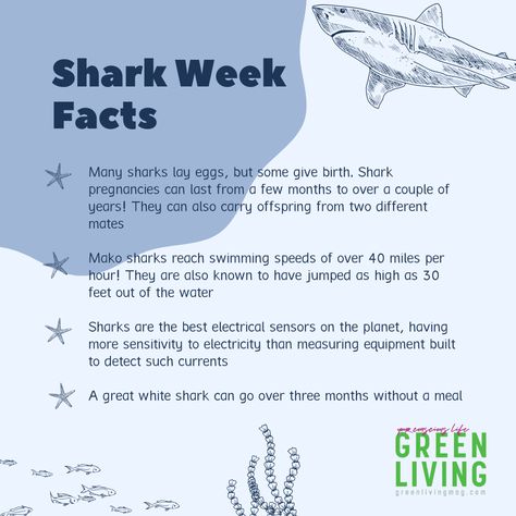 Happy Shark Week! #sharkweek #sharks #sharkfacts Shark Special Interest, Oceanography Marine Biology, Shark Activities, Shark Stuff, Sting Rays, Happy Shark, Shark Facts, Mako Shark, Bio Facts