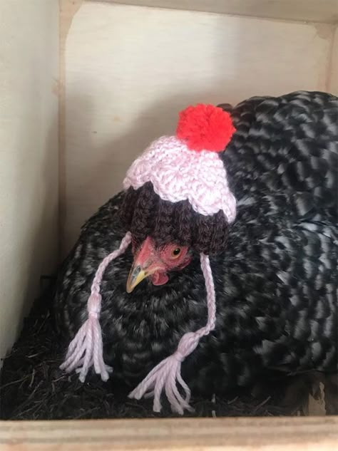 Chicken-Fashion-Fall-Collection Chicken Hats For Chickens, Crochet Chicken Hat Pattern Free For Chickens, Crochet Hat For Chicken Pattern Free, Crochet Hats For Chickens, Hats For Chickens, Chicken Outfits, Crochet Chicken Hat, Pet Chickens Breeds, Chicken Outfit