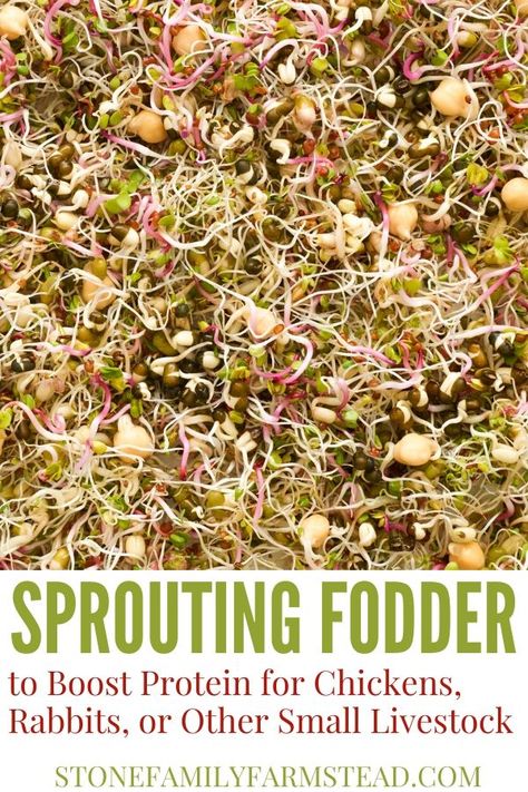 Sprouting Lentils For Chickens, Red Pepper Flakes For Chickens, Lentils For Chickens, Fodder For Chickens, Protein For Chickens, Chicken Feed Diy, Organic Chicken Feed, Chicken Feeders, Backyard Chicken Coop Plans