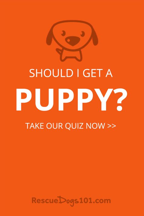 Dog Quiz, Adopting A Dog, Getting A Dog, Dog Organization, Running Buddies, Dog Games, Cute Dog Photos, Pet Clinic, Getting A Puppy