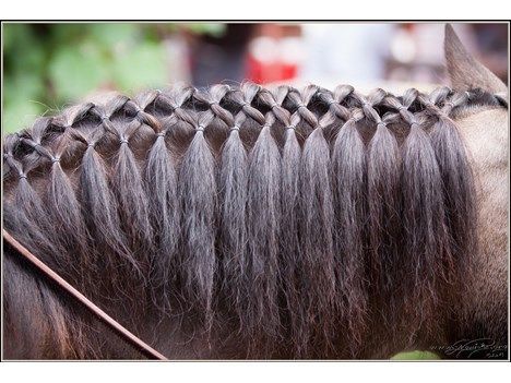 Horse Mane Braids, Horse Hair Braiding, Horse Braiding, Horse Clipping, Horse Mane, Horse Costumes, Horse Inspiration, Horse Tail, Horse Equipment