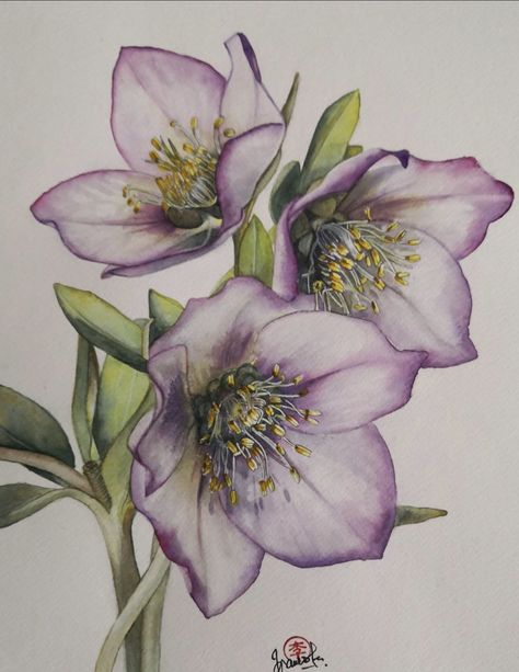 Helleborus Tattoo, Tangled Painting, Minimal Tattoo Designs, Minimal Tattoo Ideas, Learn Watercolor Painting, Iris Painting, Bee Painting, Art Tutorials Watercolor, Watercolor Flowers Tutorial