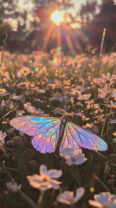 Fairy Wings Aesthetic, Eagle Wing Tattoos, Butterfly Cocoon, Rainbows And Butterflies, Light Butterfly, Butterfly Aesthetic, Jelly Wallpaper, Wallpaper Nature Flowers, Butterfly Pictures