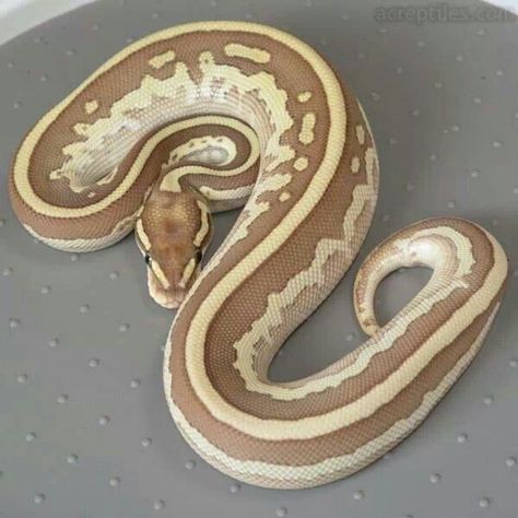 <3 Pet Ball Python, Cute Animal Pics, Ball Python Pet, Snake Cute, Ball Python Snake, Python Royal, Dream Snake, Snake Pet, Danger Noodles