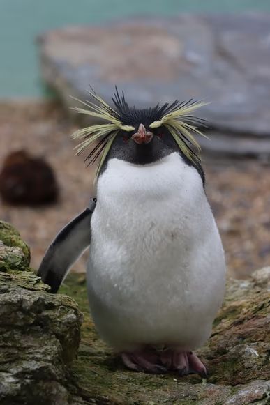 penguin standing on brown rock during daytime photo – Free Grey Image on Unsplash Madagascar Movie Characters, Madagascar Party, Madagascar Dragon Tree, Macaroni Penguin, Madagascar Movie, Rockhopper Penguin, Penguin Pictures, Image King, Penguins Of Madagascar