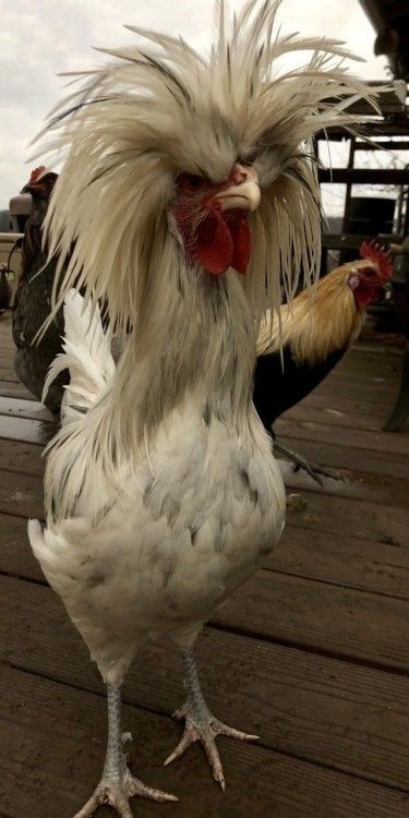 Animals Who Forgot To Schedule a Hair Appointment Before Going Into Self-Isolation Fancy Chickens, Beautiful Chickens, Chicken Painting, Chicken Art, Hair Appointment, Chicken Breeds, Chicken Humor, Funny Birds, Pet Chickens