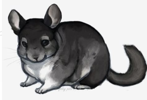 White Chinchilla, Chinchilla Cute, Chinchilla Pet, Ariana Grande Drawings, Cute Rats, Cute Animal Drawings Kawaii, Chinchillas, Animal Sketches, Arte Animal