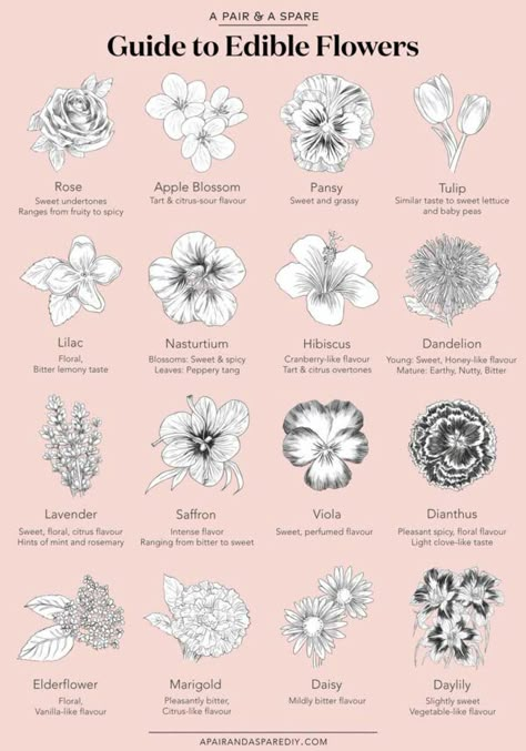 ✿ Flower power: 21 edible flower recipes ❀ - Seven Roses Edible Flowers Recipes, Bill Planner, Monthly Bill, Recipes Cookies, Bill Tracker, Flower Meanings, Dandelion Recipes, Flower Nail, Interesting Food