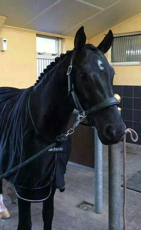 Dutch Warmblood, GLOCK's Toto Jr. Glock Horse Performance Center on Facebook Horsey Life, Warmblood Horses, Equestrian Aesthetic, Cute Horse Pictures, English Horse, Horse Aesthetic, Black Horses, Sport Horse, Horse Equestrian