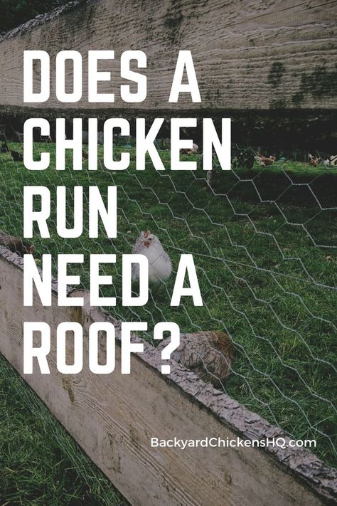 A common question I have heard people ask is “Does a chicken run need a roof?” Maybe you have wondered that yourself. You have probably seen a lot of chicken runs with a roof and then also the many without. So what gives? #backyardchickens #chickencoop #chickenrun Chicken Coop Roof Diy, Chicken Run Fence, Diy Chicken Run Cheap, Building A Chicken Run, Chicken Facts, Chicken Fence, Laying Chickens, Chicken Mama, Chicken Shed