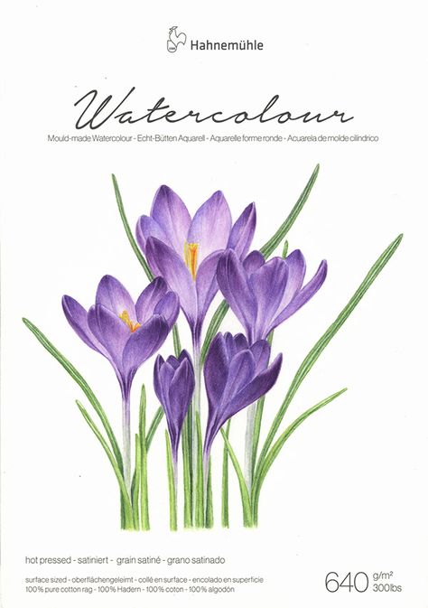 Botanical Crocuses on Behance Postcard Watercolor, First Flowers Of Spring, Crocus Flowers, Crocus Flower, Painting Home Decor, Purple Watercolor, Painting Home, Violet Flower, Watercolor Artist