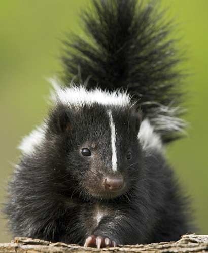 skunk Baby Skunk, Skunk Spray, Striped Skunk, Baby Skunks, Nocturnal Animals, Pigeon Forge, Tree Stump, Animal Totems, Cabin Rentals