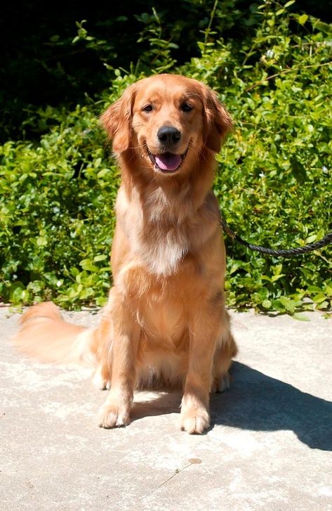 Kaylee front | Kaylee is a female Golden Retriever. DOB 10/2… | Flickr Golden Retriever Female, Female Golden Retriever, Animal References, Pet Breeds, Golden Retrievers, Golden Retriever, Vision Board, Dogs, Animals