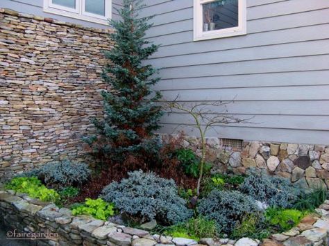 Winter suggestions: Blue Star juniper, chartreuse leaves Heuchera 'Citronelle' Evergreen Landscape Ideas, Tree For Front Yard, Juniper Landscaping, Foundation Planting Ideas, Front Yard Ideas Modern, Woodland Landscaping, Shrubs Landscaping, Back Fence Landscaping, Bed 2023