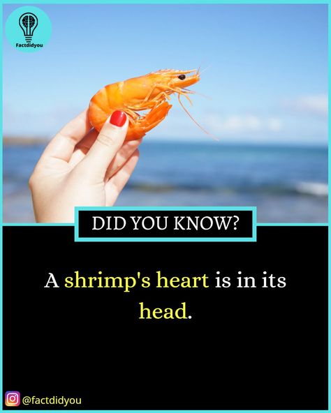 Facts Knowledge | Daily Facts | Best Knowledge | Trending Facts | Best Facts Feminine Advice, Random Fun Facts, Best Facts, Fruit Health, Fun Facts About Life, Interesting Science Facts, Lunch Notes, Biology Facts, Interesting Facts About World