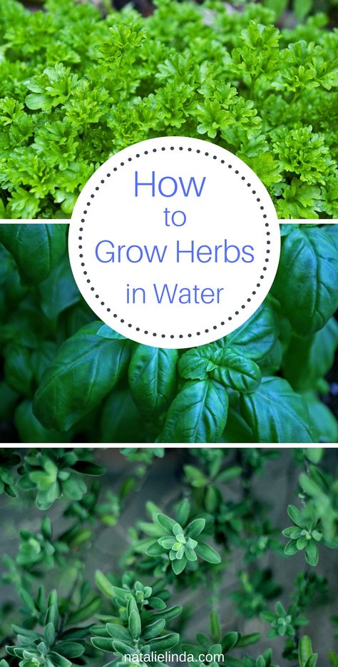 Many herbs can be grown in jars of water! Learn which herbs can be grown this why, and learn how to easily do it yourself with a few simple steps! How To Grow Herbs In Water, How To Grow Basil In Water, Herbs Grown In Water, Herbs To Grow In Water, Herbs You Can Grow In Water, Grow Basil In Water, Grow Cilantro In Water, Regrow Herbs, Growing Herbs In Water