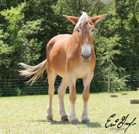 working horses and mules | Draft Mule @ Frog Pond Draft Horse Rescue | Gentle Giants-Working For ... Draft Mule, Rescue Horse, Mules Animal, Belgian Draft, Frog Pond, Draft Horse, Horse Rescue, All The Pretty Horses, Draft Horses