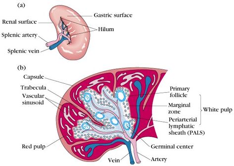 spleen Spleen Anatomy, Red Bone Marrow, Medical Study, Study Essentials, Human Anatomy And Physiology, Medical Studies, Lymph Nodes, Diagram Design, White Blood Cells