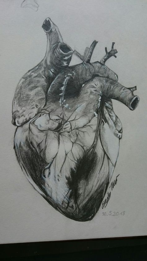 Heart Charcoal Drawing, Real Heart Image, Realistic Heart Sketch, Human Heart Art, Realistic Heart Tattoo, Human Heart Drawing, Real Heart, Pencil Inspiration, Heart Sketch