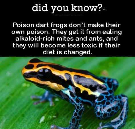 🐸 Frogs Poisonous, Celtic Tree Astrology, Frog Facts, Daily Text, Dart Frogs, Poison Dart, Dart Frog, Amazon Link, Did You Know Facts